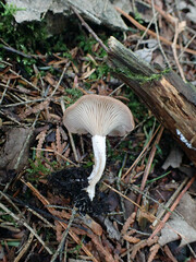 Rhizocybe