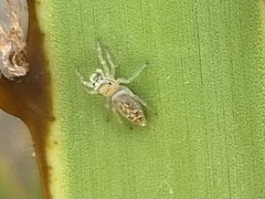 Thyene imperialis