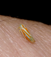 Alebra albostriella