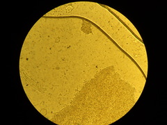 Rhizocybe