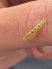 Cyclophora albipunctata