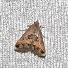 Acantholipes circumdata