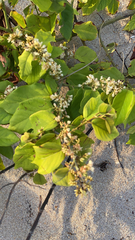 Dalbergia ecastaphyllum