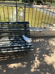 Columba livia domestica