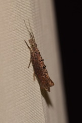 Ypsolopha horridella