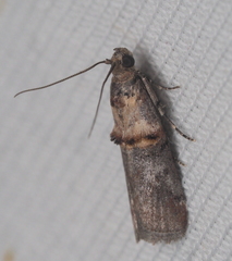 Trachonitis cristella