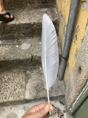 Larus michahellis