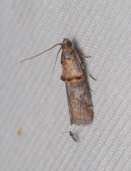 Trachonitis cristella