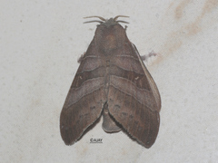 Metanastria hyrtaca