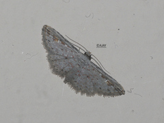Araeopteronini