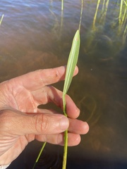 Sagittaria rigida