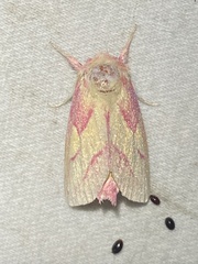 Hyparpax aurora