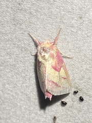 Hyparpax aurora