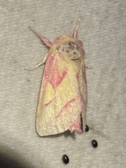 Hyparpax aurora