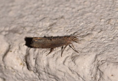 Ypsolopha horridella