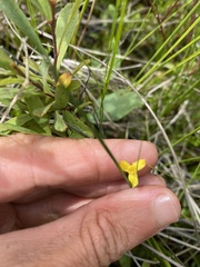 Xyris montana