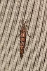 Ypsolopha horridella