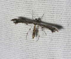 Michaelophorus indentatus