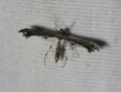 Michaelophorus indentatus