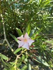 Nerium oleander
