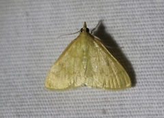Helvibotys helvialis