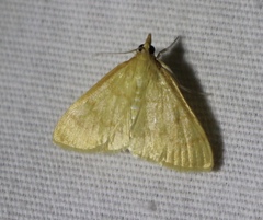 Helvibotys helvialis