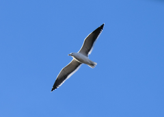 Larus dominicanus