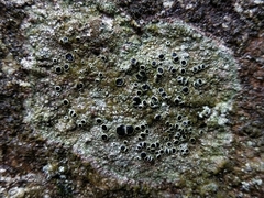 Lecanora gangaleoides