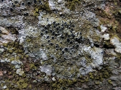 Lecanora gangaleoides