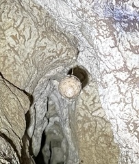 Spelungula cavernicola