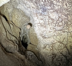 Spelungula cavernicola