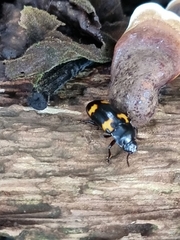 Episcapha quadrimacula