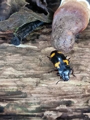 Episcapha quadrimacula