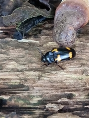 Episcapha quadrimacula