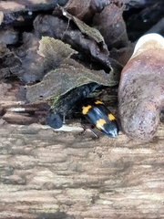 Episcapha quadrimacula