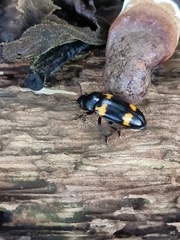 Episcapha quadrimacula