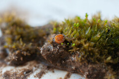 Octospora gyalectoides