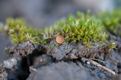 Octospora gyalectoides