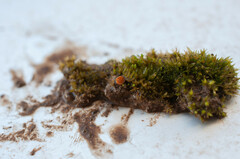 Octospora gyalectoides