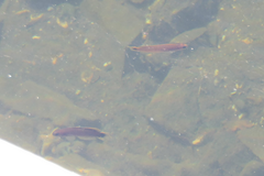 Trachinops caudimaculatus