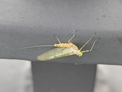 Ephemeroptera