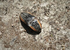 Chalcolepidius rugatus