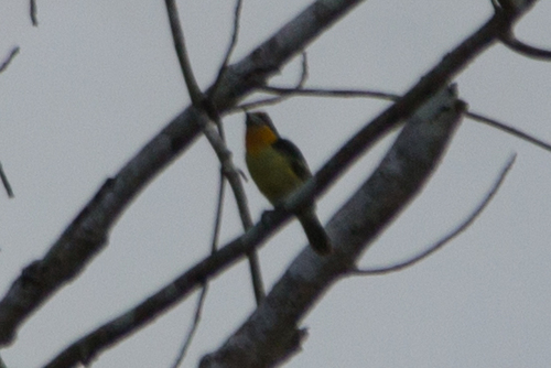 Capito auratus
