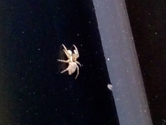 Menemerus semilimbatus