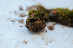 Octospora gyalectoides