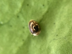 Clitostethus arcuatus