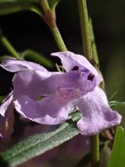 Westringia blakeana