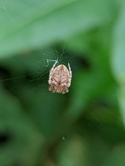 Araneidae