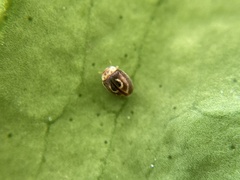 Clitostethus arcuatus