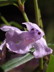 Westringia blakeana